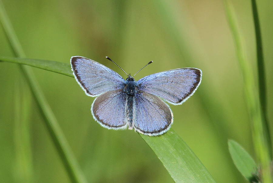 Polyommatus icarus ?